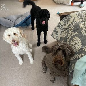 Meet your Posher, Thomas